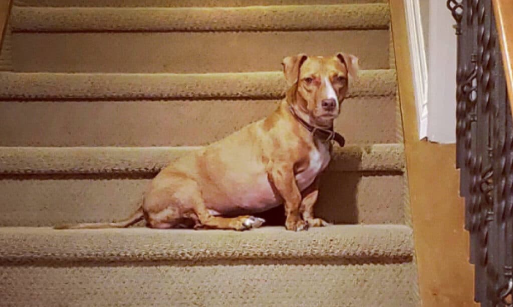 dachshund pitbull mix sitting on the stairs