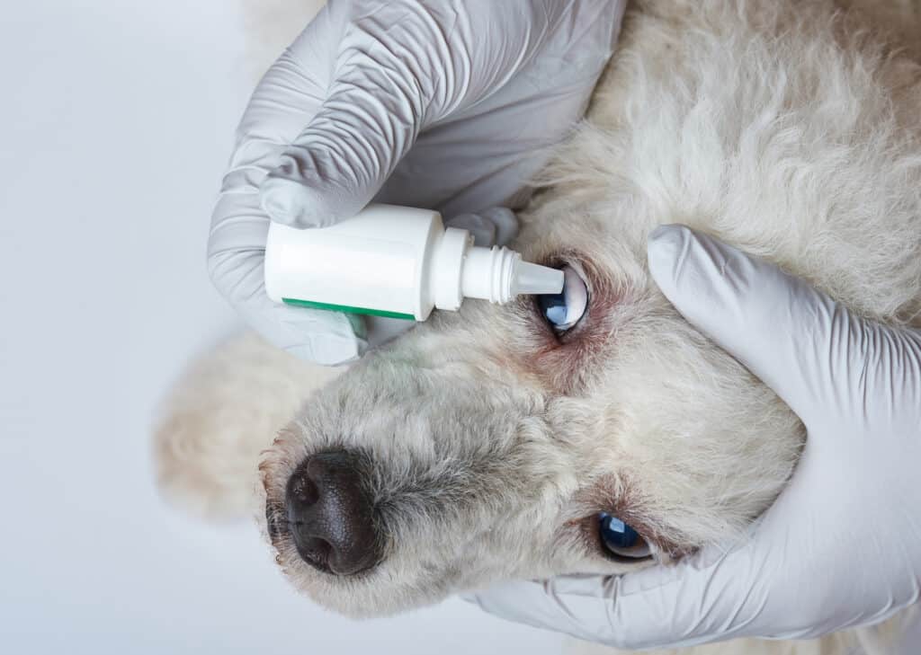 What is an eye stain test for dogs