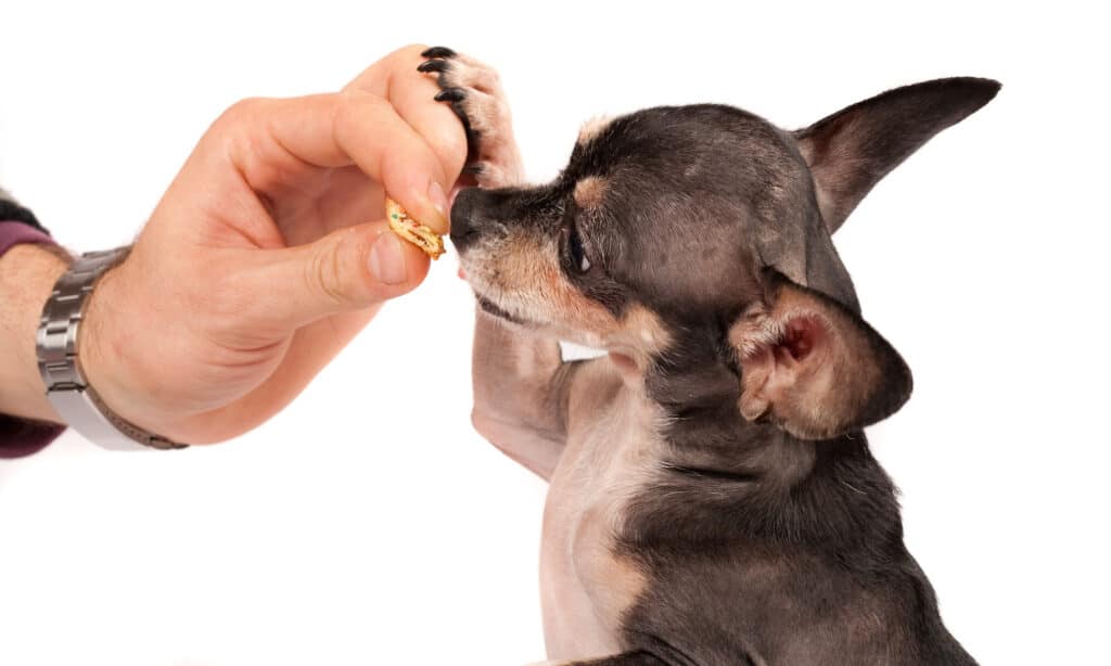 Dogs and processed food: the dangers of Slim Jims