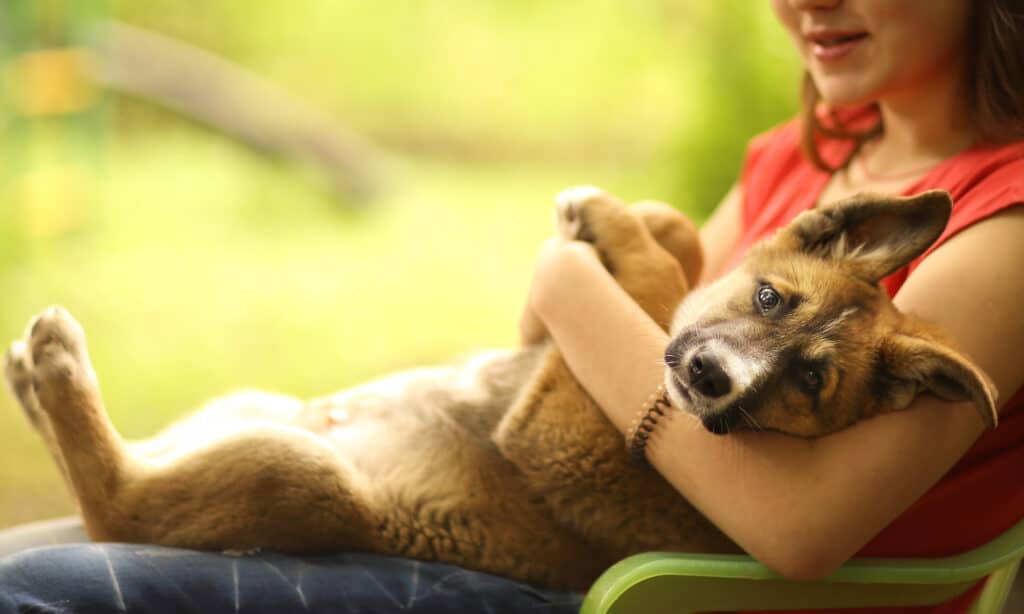 A dog's body language can tell you a lot about how they're feeling