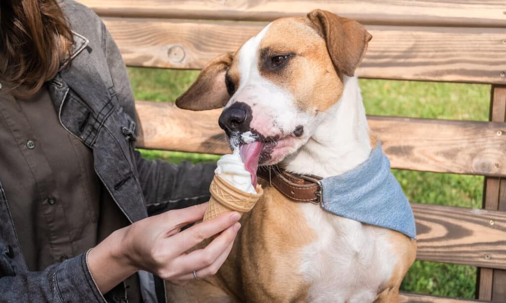 A dog licking ice cream from a cone on a hot day as a treat - not recommended as healthy food for dogs.