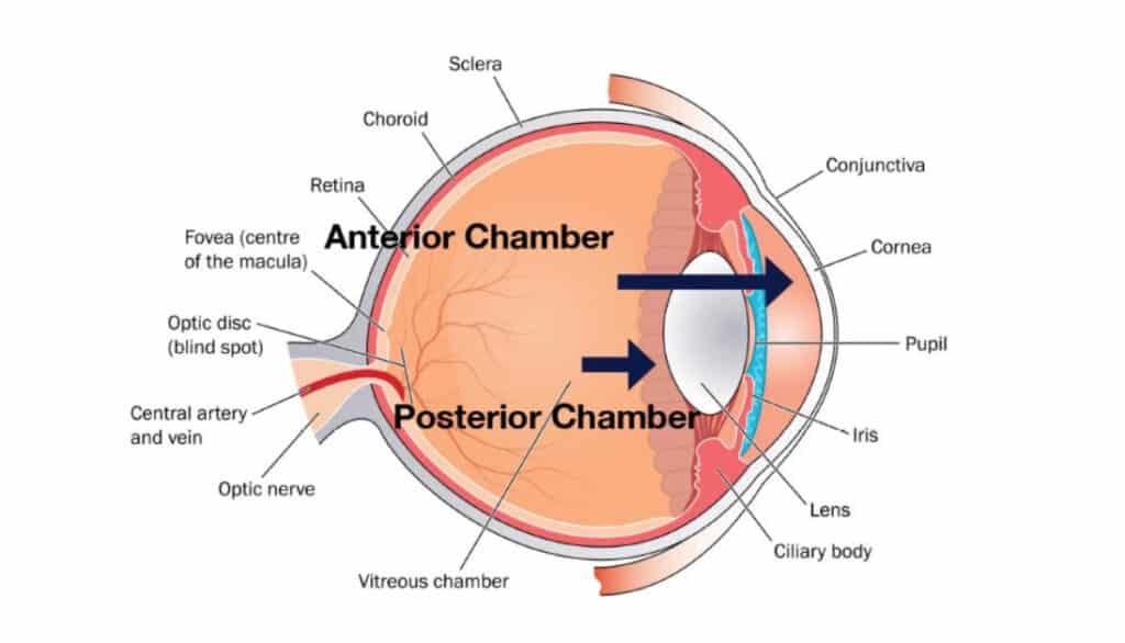 anatomy of a dog's eye