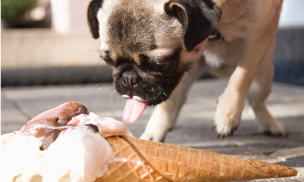 Dogs enjoying a cool treat of mango ice cream