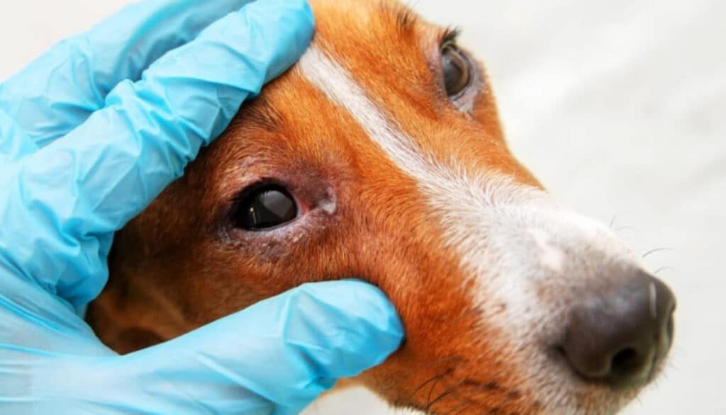 eye infections in dogs