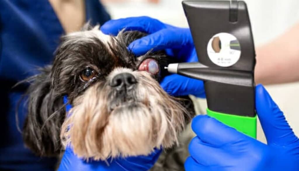 glaucoma in dogs