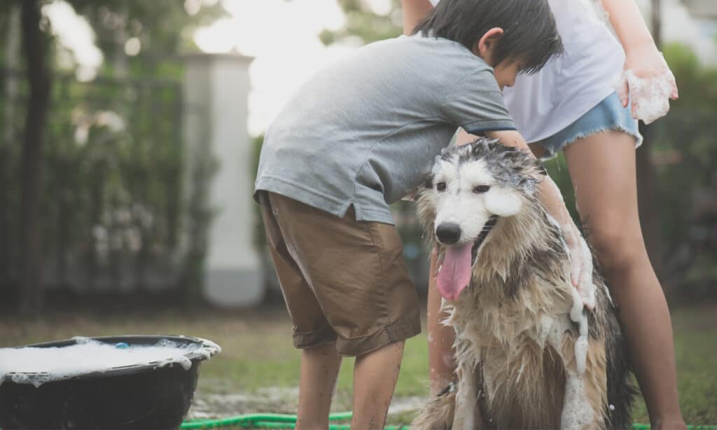 can i use human shampoo to bathe my dog? husky getting bath