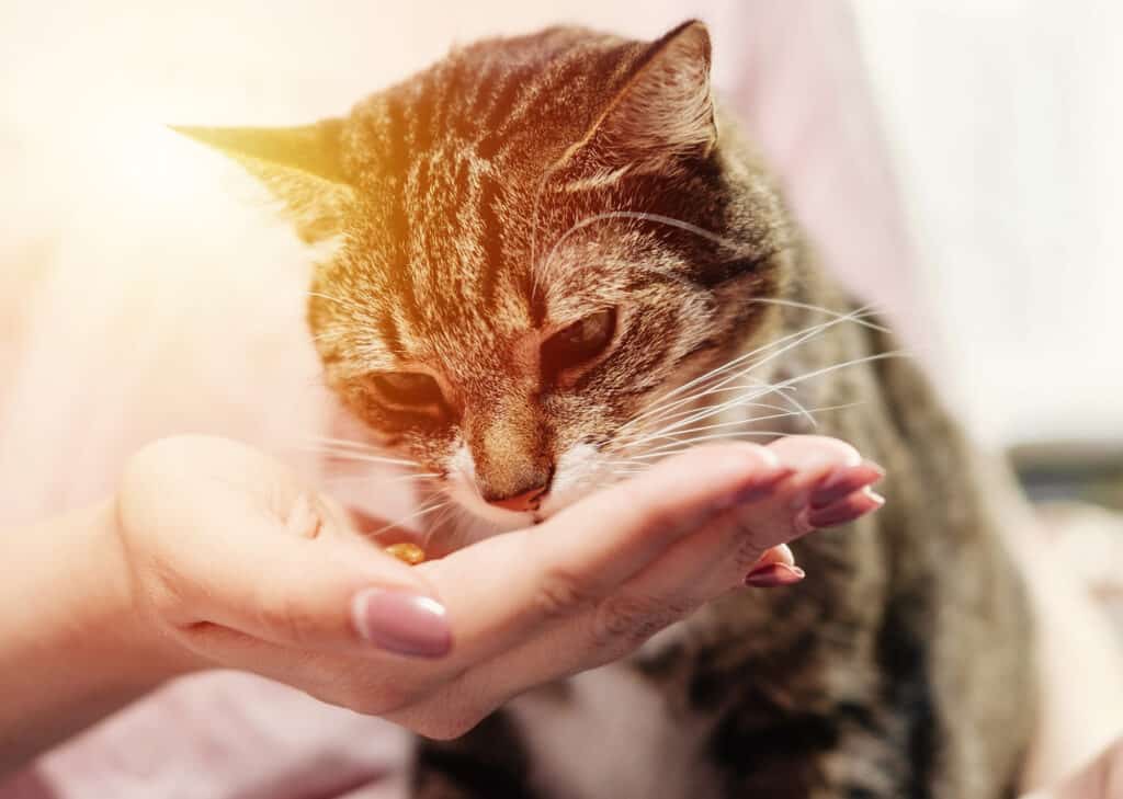 Detecting Melamine Poisoning in Household Pets
