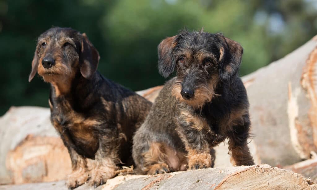 cute wirehaired dachshunds