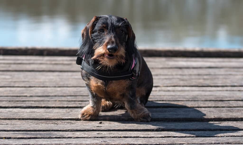 wirehaired dachshund in harness