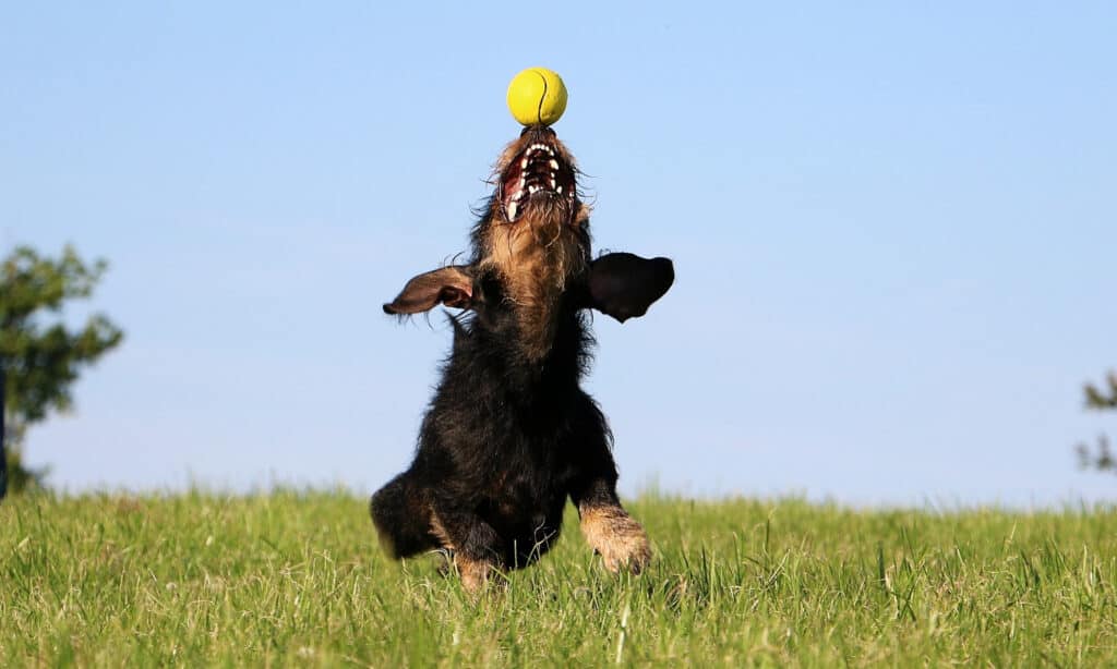 miniature wirehaired dachshund catching ball