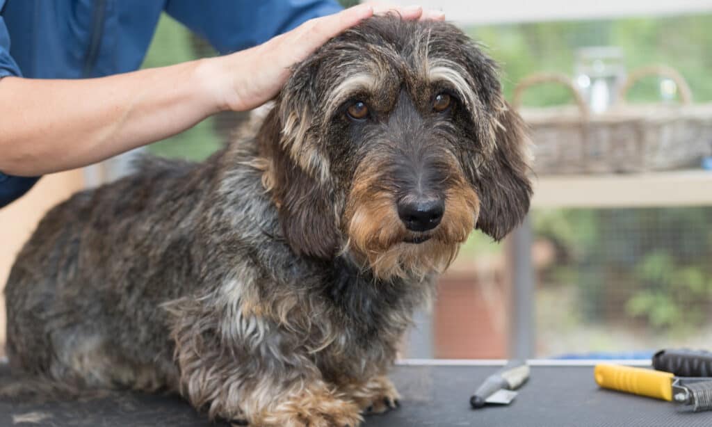 wirehaired dachshund getting groomed