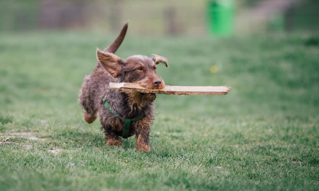 wirehaired dachshund running with stick
