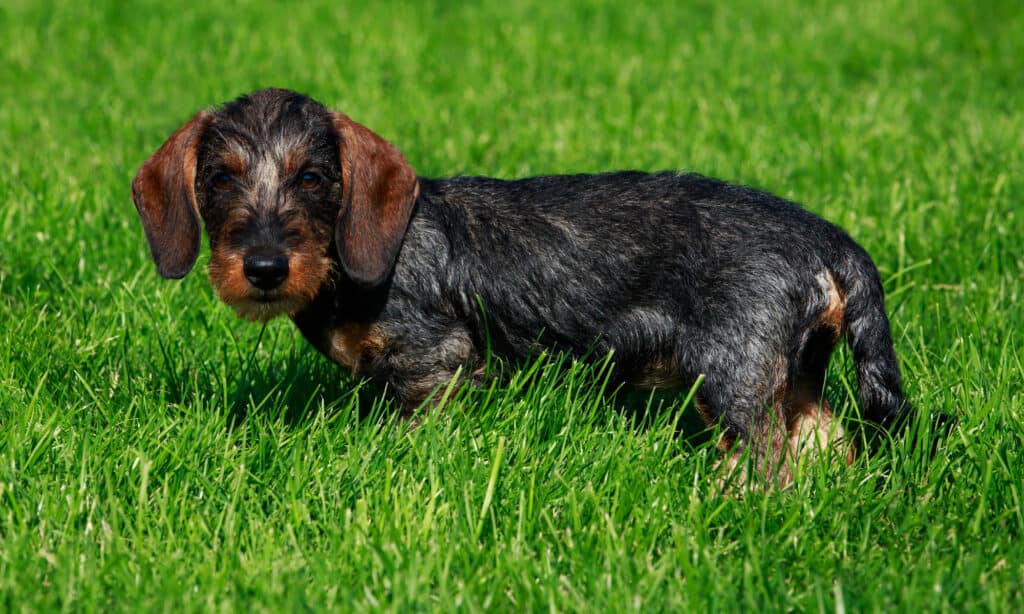 miniature wirehaired dachshund playing in the grass