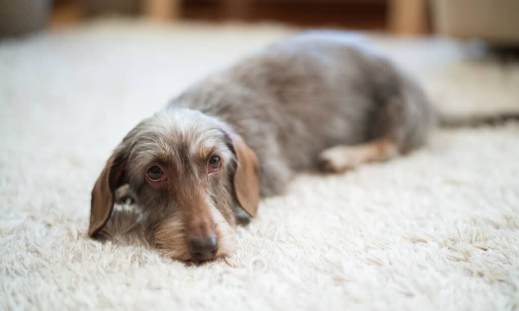 cute miniature wirehaired dachshund on bed