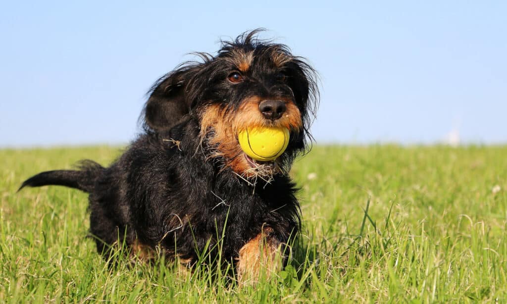 wirehaired dachshund running with ball
