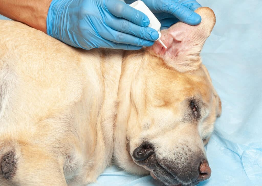 Reliable Mometamax Replacement - Dog Ear Drops