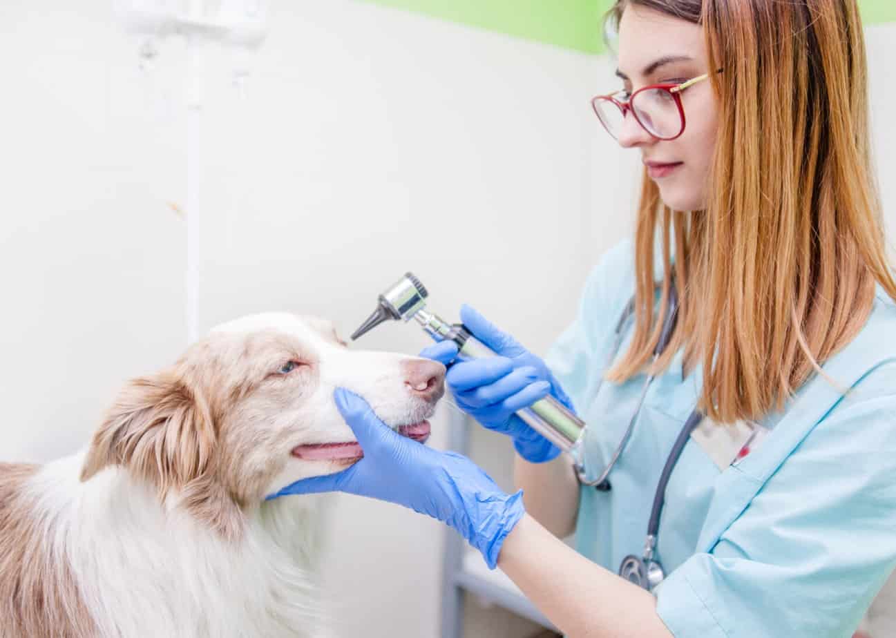 Schirmer Tear Test Dogs Vet Tells Everything You Need to Know Schirmer Tear Test Dogs Vet Tells Everything You Need to Know