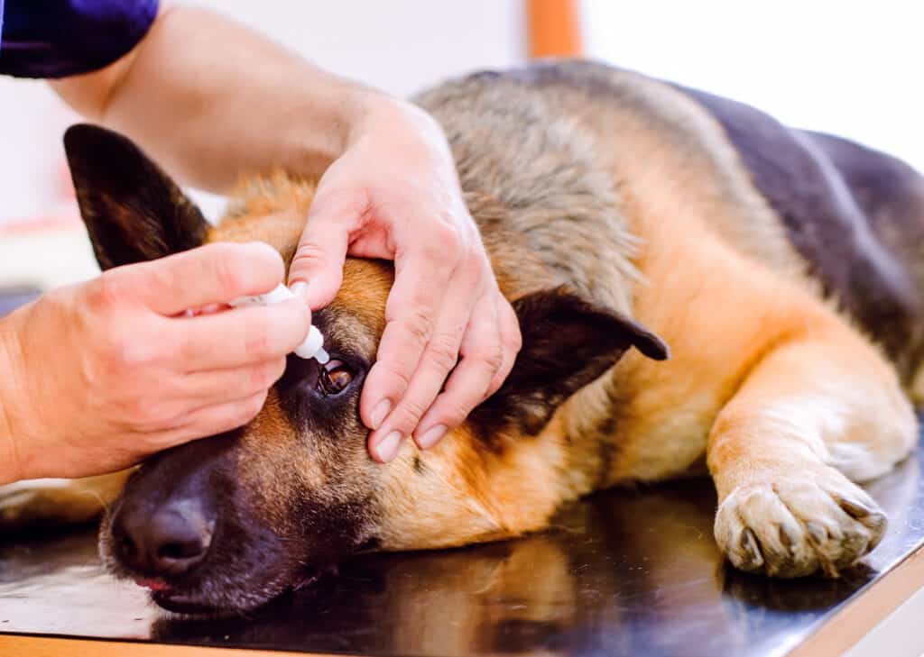 Schirmer Tear Test procedure for assessing canine tear production