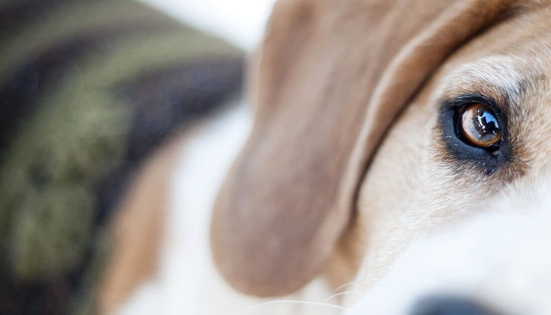 Why Is There A Thick Red Vein In My Dogs Eye ? 5+ Reasons