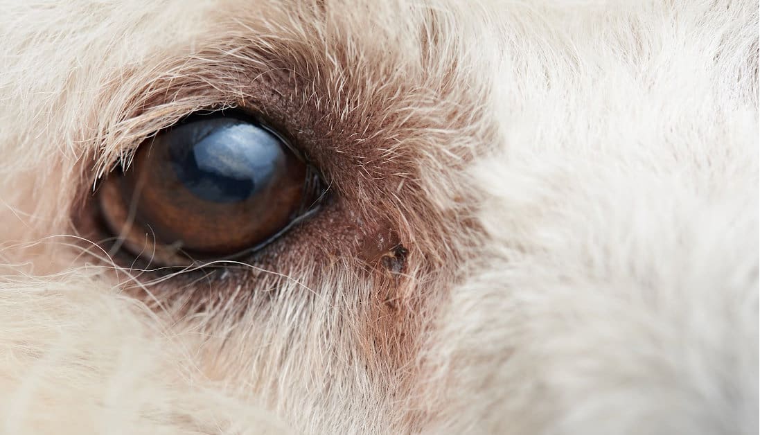 Why Is There A Thick Red Vein In My Dogs Eye ? 5+ Reasons