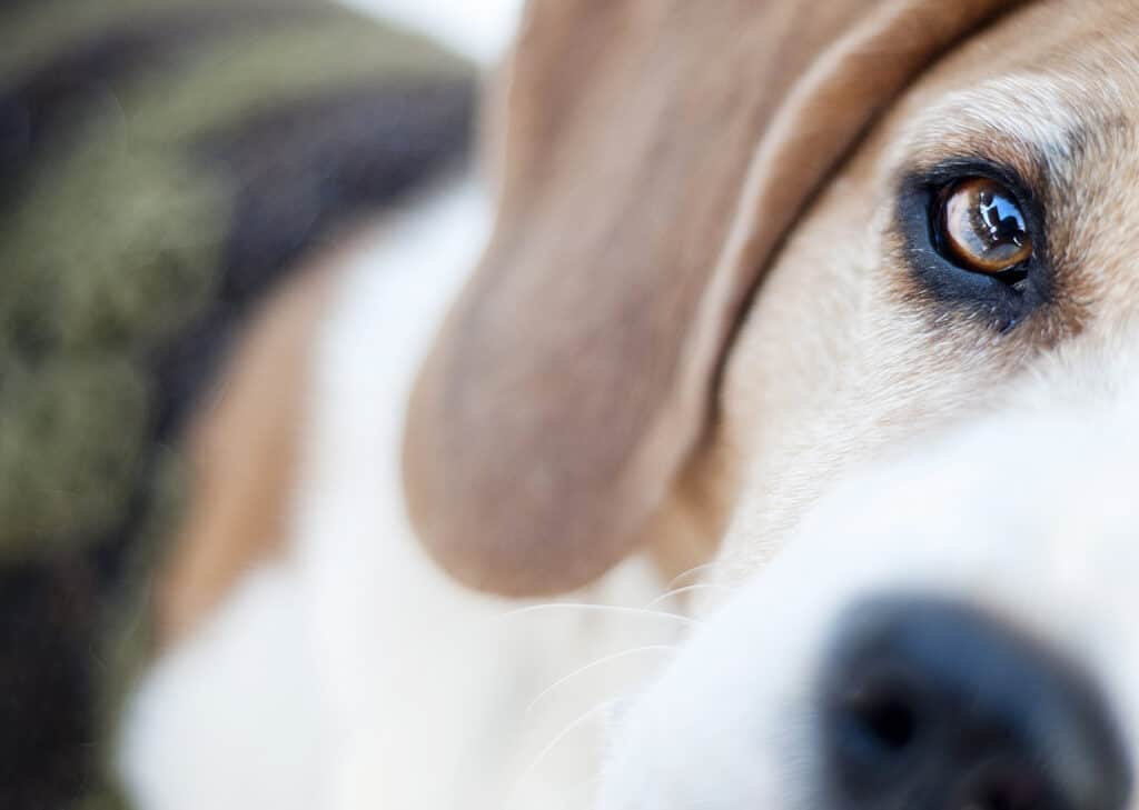 Essential supplements for maintaining dog eye health