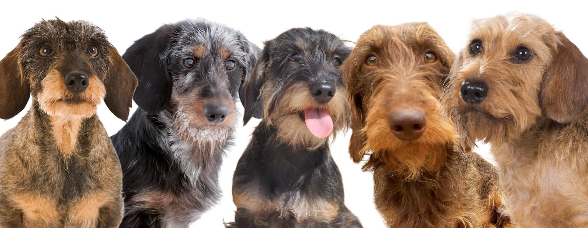 wirehaired-dachshund-temperament-colors-price