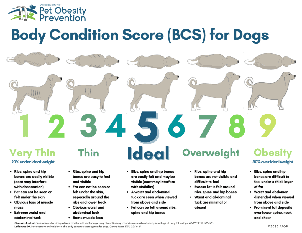 body condition score chart - rottweilers