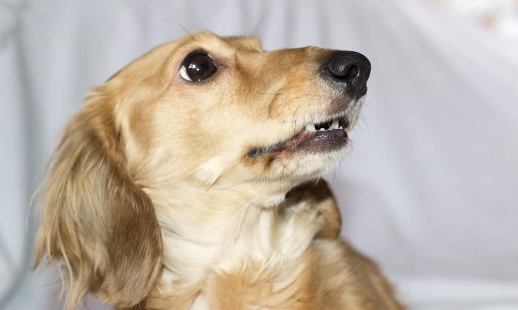 cute cream dachshund