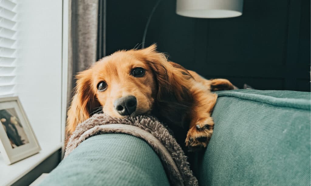 cute cream dachshund laying on couch
