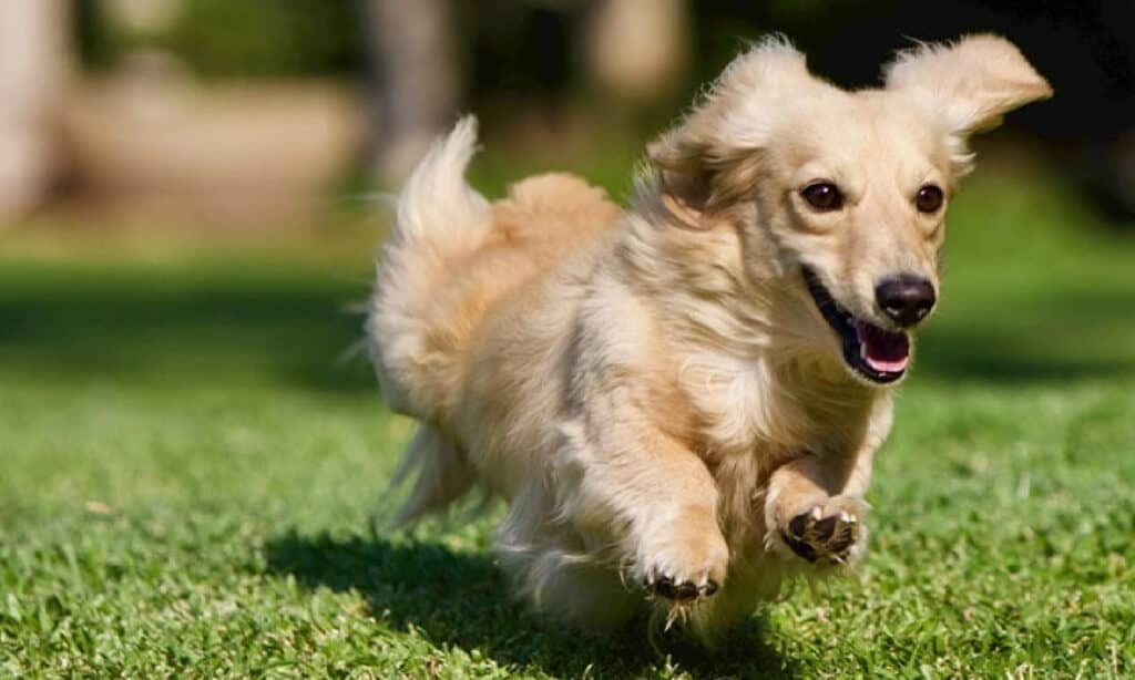 dachshund running in grass