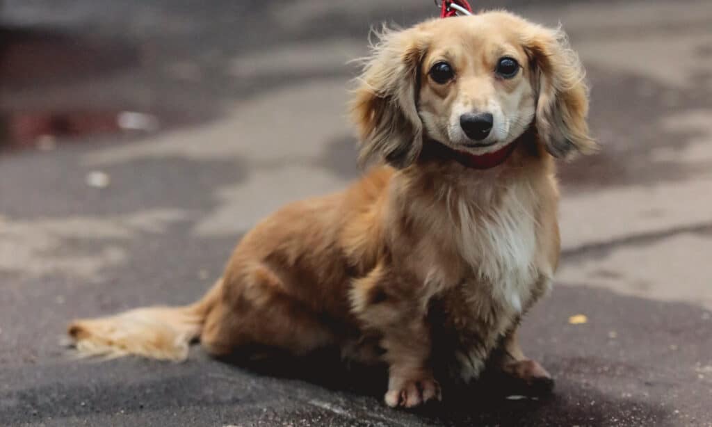 cute cream dachshund going on a walk