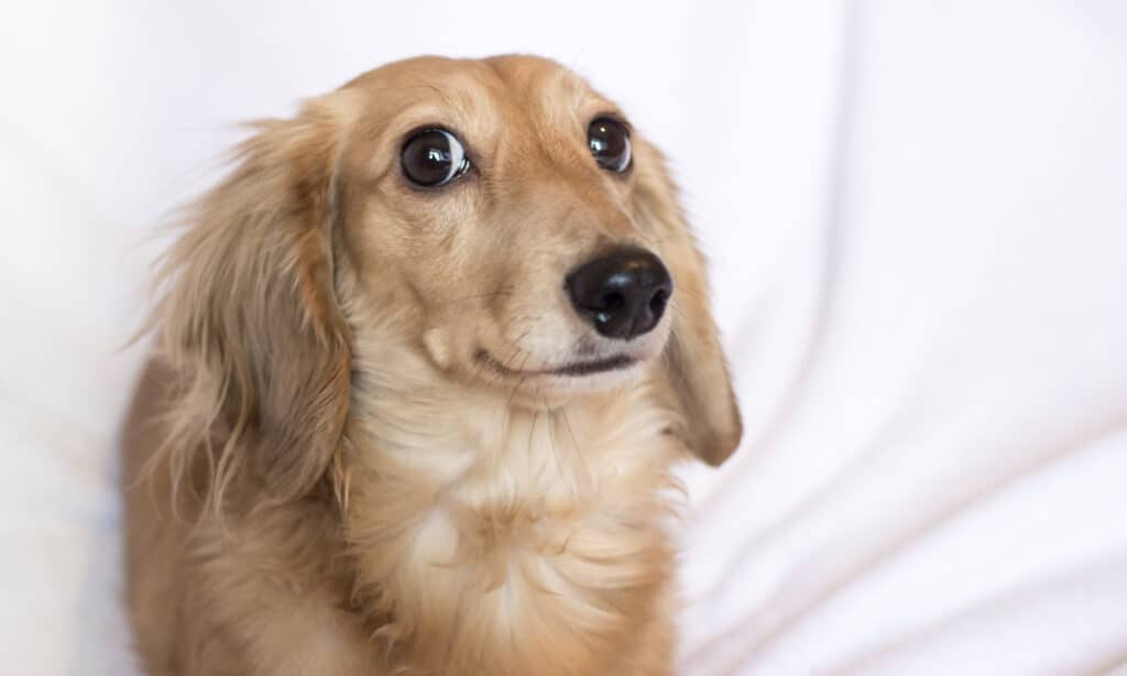 cute cream dachshund