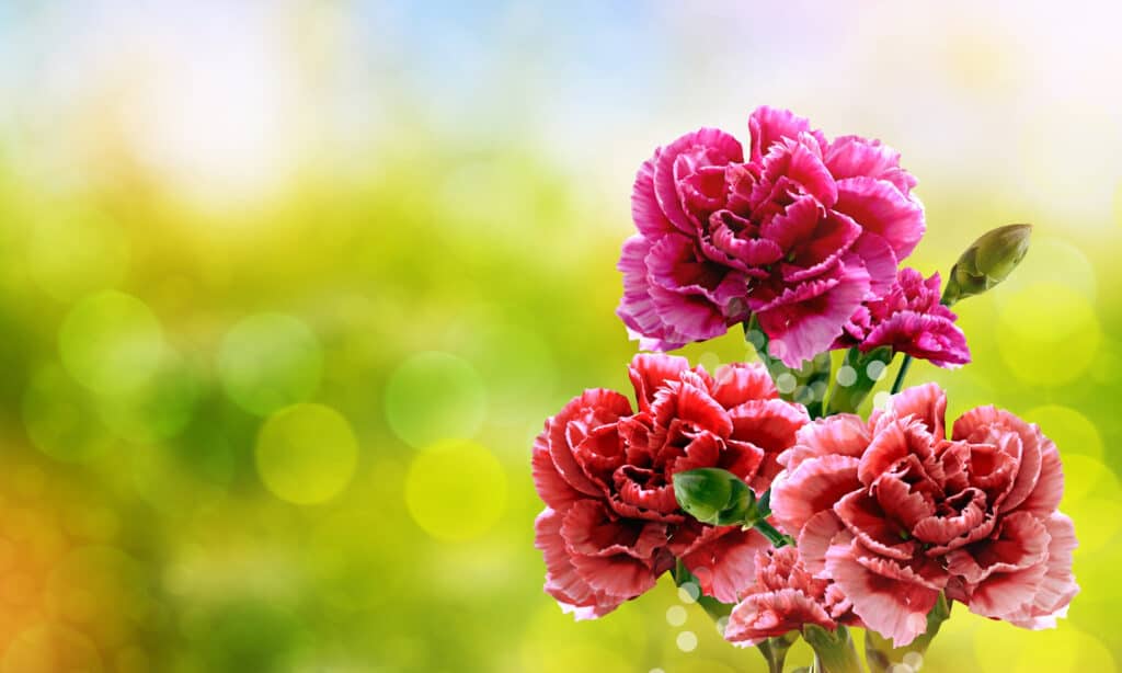 Carnations and dogs: What you need to know