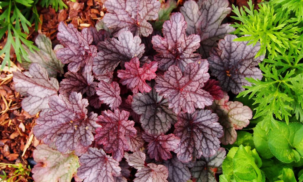 are coral bells toxic to dogs
