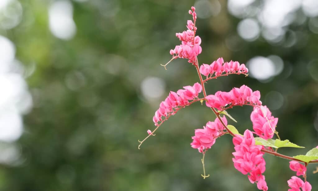coral bells are not harmful to dogs