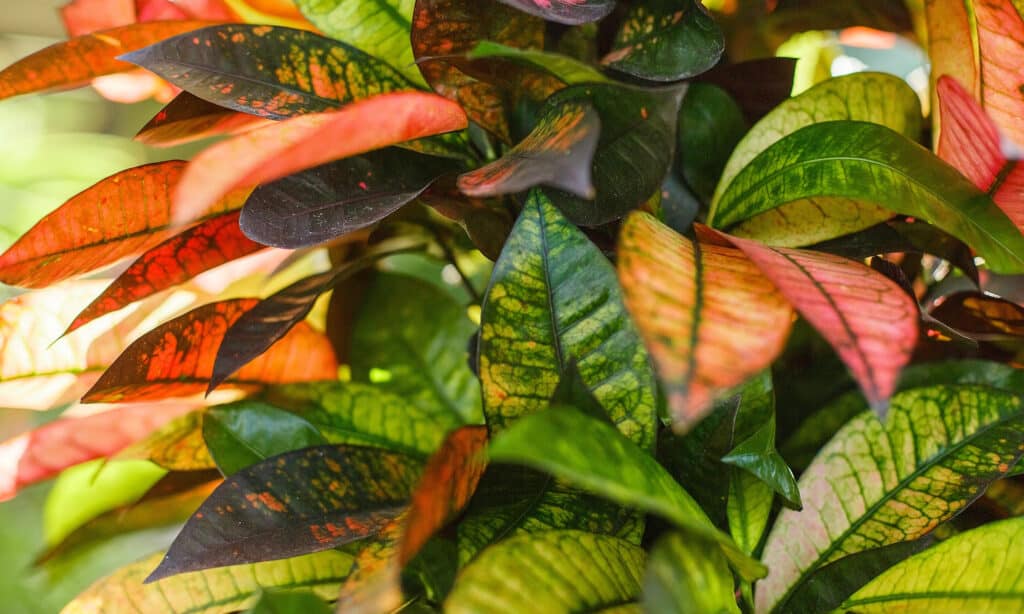 Keep your dogs safe: Crotons are poisonous to them