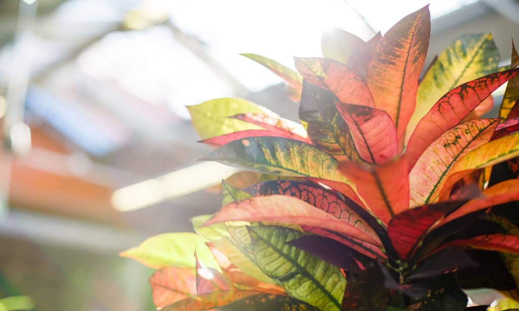 Crotons and dogs don't mix: toxicity warning"