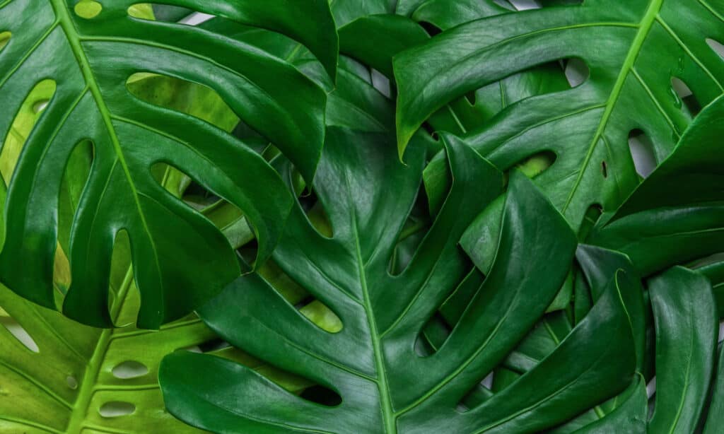 Symptoms of monstera plant poisoning in dogs

