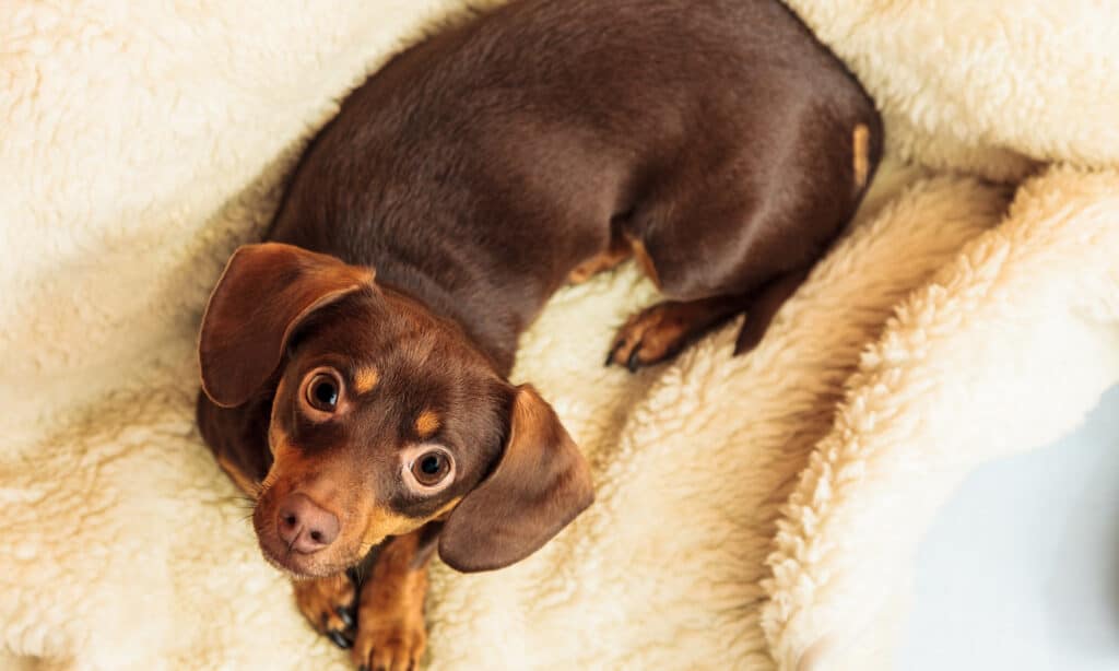 The mystery of dog behavior: licking blankets