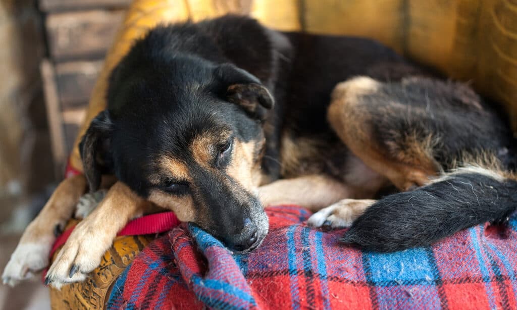 Blanket investigation: why dogs love to lick them
