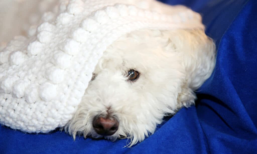Understanding your furry friend: why do dogs lick blankets?