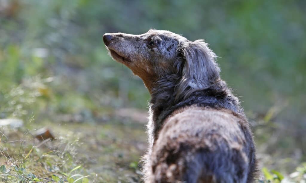 older dapple dachshund sniffing the air