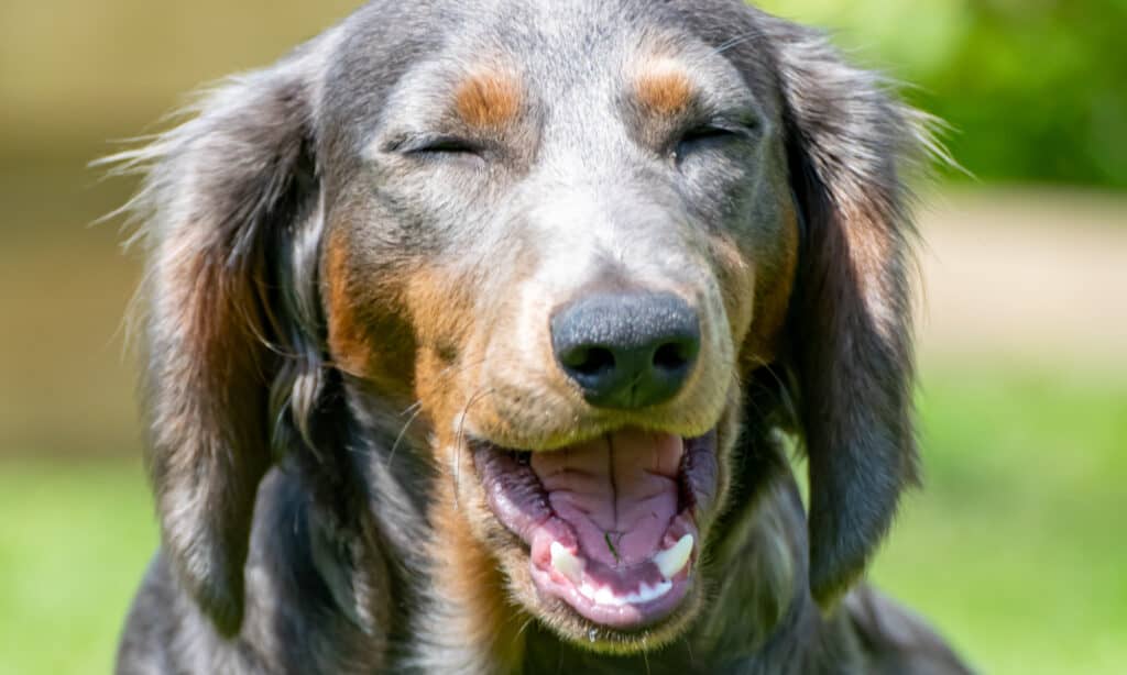 smiling  blue longhaired dachshund 