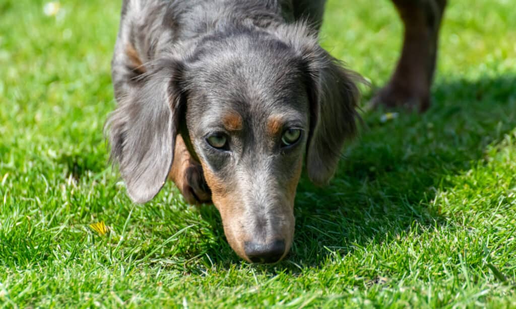 blue longhaired dachshund  breed information and care