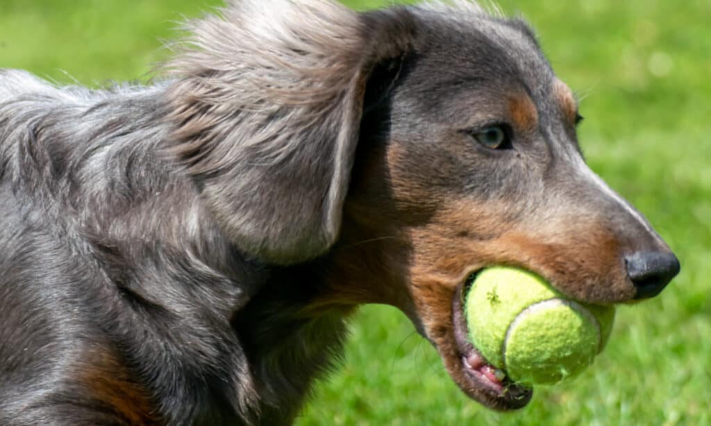  blue longhaired dachshund playing fetch