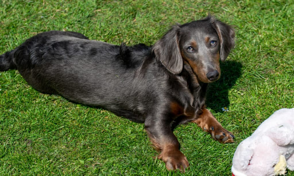  blue longhaired dachshund playing in yard
