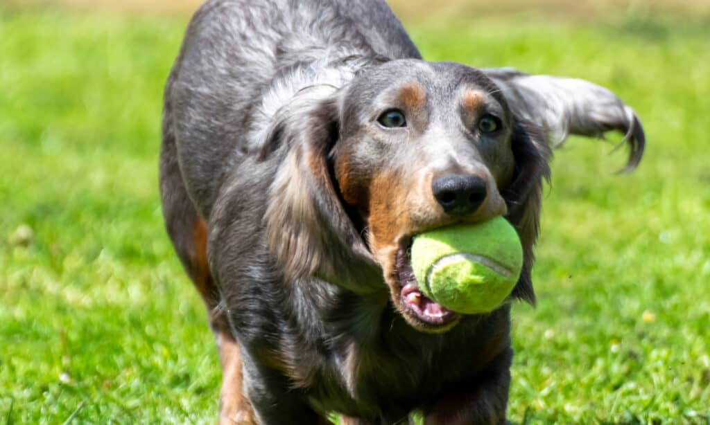  blue longhaired dachshund  running with tennis ball