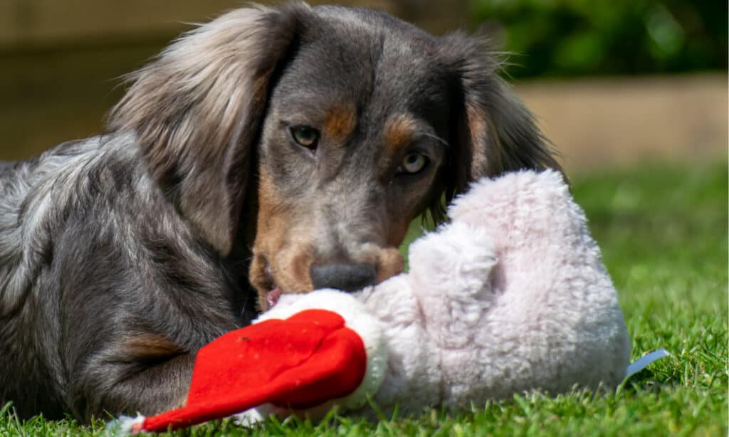  blue longhaired dachshund  with lamby toy