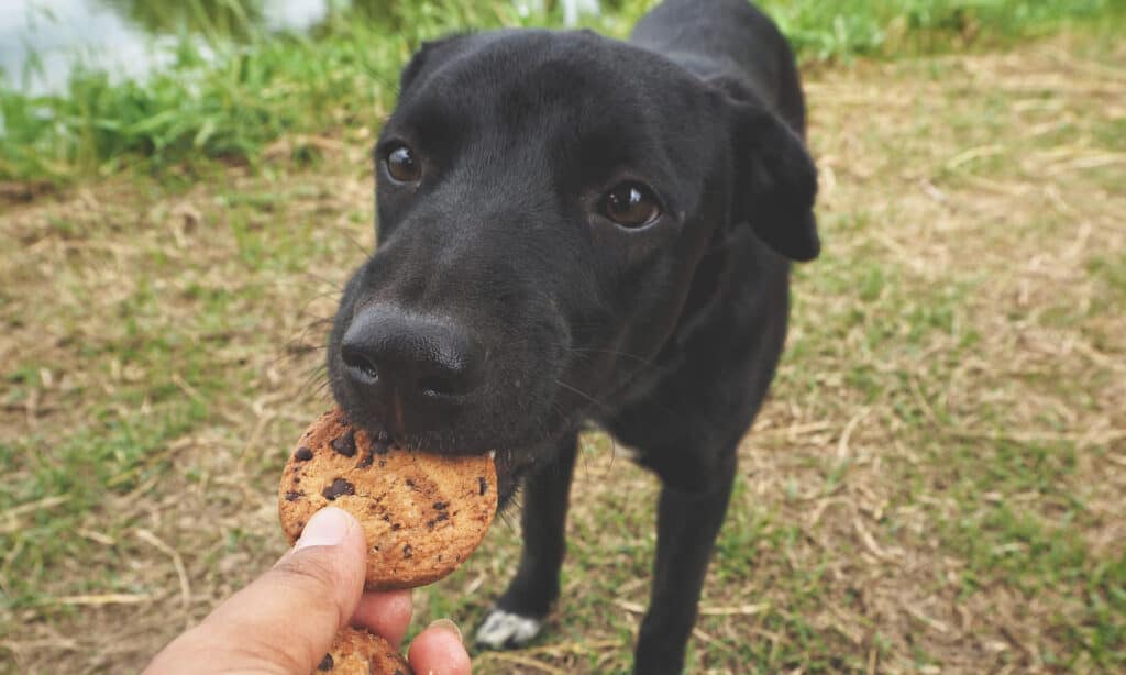 cute dog having dog safe oatmeal cookie treat