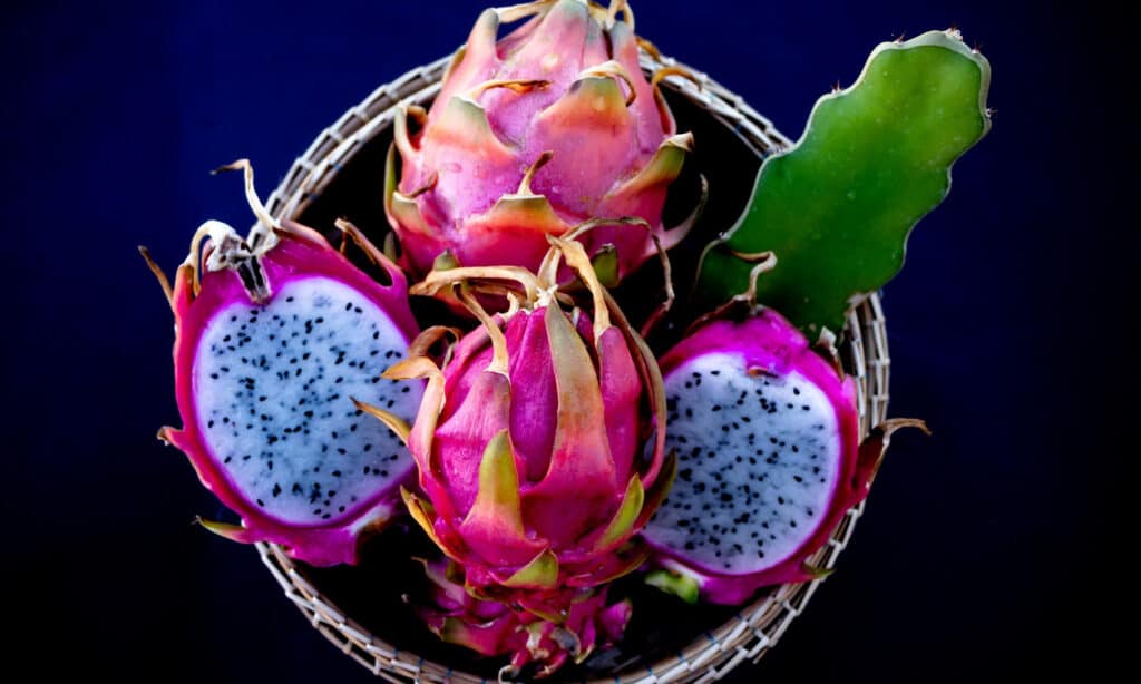 is dragon fruit safe for dogs